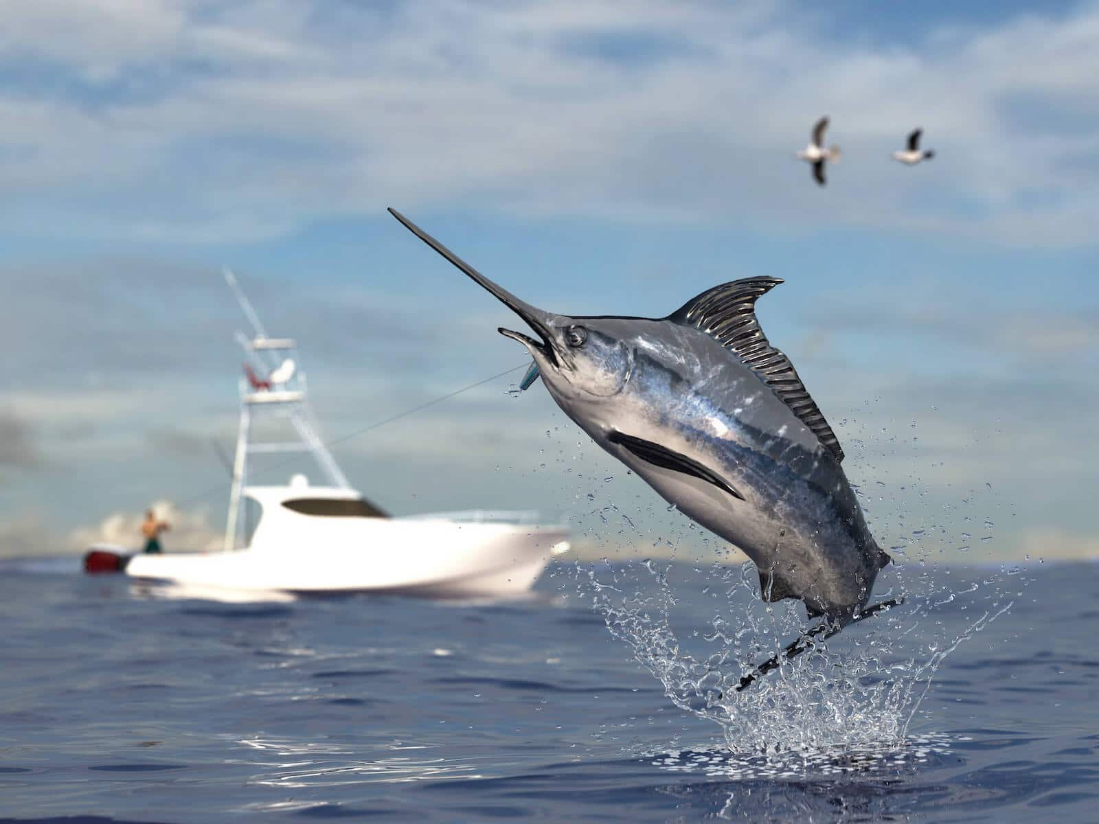 trolling fishing in playa del carmen, private fishing charter , fishing tours playa del carmen